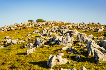 Wall Mural - Dramatic Landscape of Many Rocks and Stones on The Grassy Field under The Sky in The Morning, Shikoku Karst in Japan, Natural or Environmental Image, Nobody