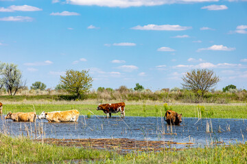 Sticker - cow and calf walking in nature