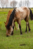 Fototapeta Konie - horses and foals walk in nature