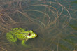 closeup of green frog (Rana esculenta) in the water with copyspace