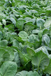 fresh cabbage leaves background - organic agriculture