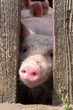 one pig is looking thru a wood fence at a farm
