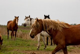Fototapeta Konie - horses and foals in nature