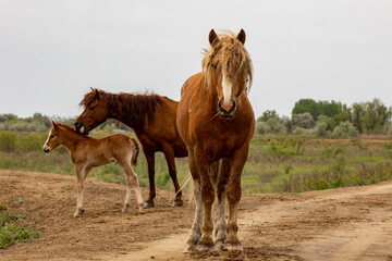 Wall Mural - horses and foals in nature