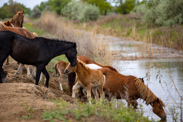 Wall Mural - horses and foals in nature