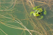 closeup of green frog (Rana esculenta) in the water with copyspace