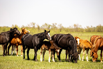 Canvas Print - horses and foals in nature