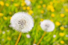 Close-up Of A Dandelion In A Green Meadow With Yellow Blossoms