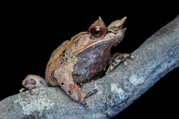  Horned frog on a leaf