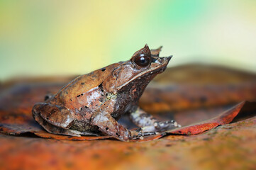  Horned frog on a leaf