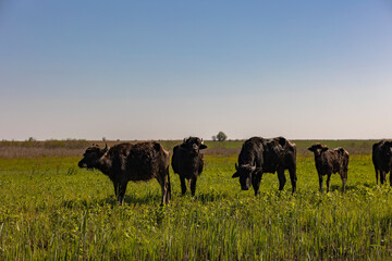 Canvas Print - black buffaloes walk in nature