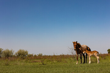 Canvas Print - horses and foals in nature