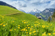 Bergblumenwiese im Frühling mit Almhütte und Alpen im Hintergrund
