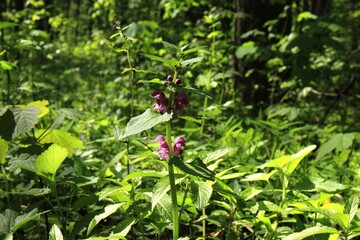 Sticker - Pink flowers of dead nettle bloom in a forest glade on a sunny day