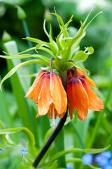 Liliaceae Crown Imperial flowers