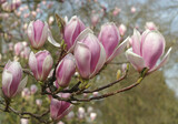 Fototapeta Desenie - Flowering magnolia tree