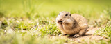 Fototapeta  - Banner a little ground squirrel eats goodies on the meadow.