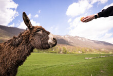 A Hungry Donkey Goes To Enjoy A Juicy Apple.