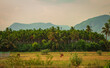 View of areca palm tree plantation. Betel tree plantation along with coconut trees.