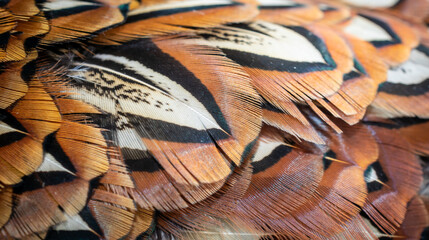  colored pheasant feathers with a visible texture. background