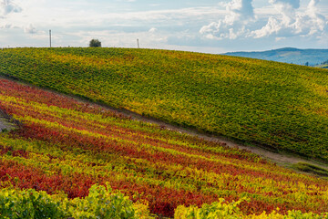 Wall Mural - scenic views of the colors of the chianti in tuscany