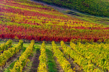 Wall Mural - scenic views of the colors of the chianti in tuscany