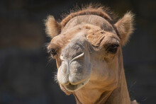 Close Up Of Camel Face
