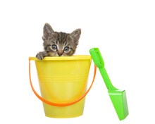 Portrait Of A Cute Black And Tan Tabby Kitten Sitting In A Yellow Beach Bucket With Orange Handle, Green Shovel Propped Up On The Side. Kitten Looking At Viewer. Isolated On White