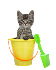 Portrait of a cute black and tan tabby kitten sitting in a yellow beach bucket with orange handle, green shovel propped up on the side. Kitten looking at viewer. Isolated on white