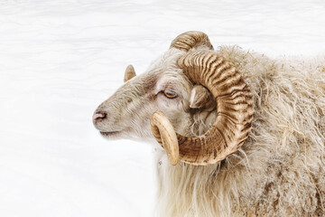 Portrait of a ram