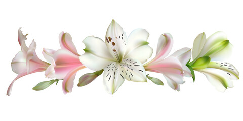 Flowers. Bouquet. Pink and white lilies. Isolated.