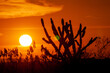 silhouetted cactus at sunset. Typical scene from the northeast region of Brazil.
