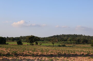 field of flowers