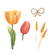 Watercolor elements yellow and red tulip, bow made of rope, spikelets of wheat for design in red and beige colors