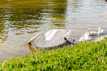 Mother Swan With Her Chicks Swimming In The Pond