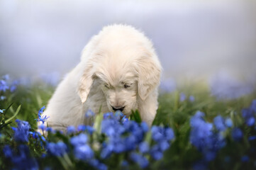 Sticker - adorable golden retriever puppy sniffing flowers on a field