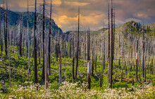 New Growth, Wildflowers And Regeneration Are Growing Among The Dead Pine And Fir Trees That Burned In The B&B Complex Fires That Burned Over 90,000 Acres Of Forest Near Sisters, Oregon