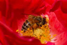 Close Up Of Bee Gathering Pollen Inside Flower
