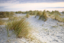 Sand Dunes And Grass