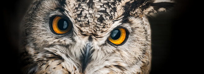 Wall Mural - A close look of the orange eyes of a horned owl on a dark background. Selective focus.