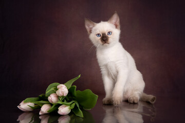 Wall Mural - Thai kitten with pink tulips on a brown background.