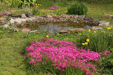 Wall Mural - Pink phlox grow near an artificial pond. Landscaping. 