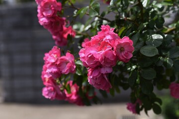 Wall Mural - Early summer roses in full bloom.