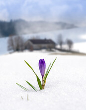 Crocus Flower Emerges From The Snow. Mountain Landscape In Spring
