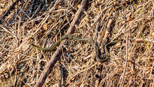 Garter Snake In The Grass