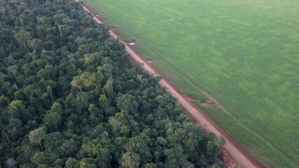 Wall Mural - Drone aerial view of deforestation in the amazon rainforest, Brazil. Xavante indigenous land border with forest trees next to farm devastated pasture area on cattle ranch. Environment, agriculture. 4K