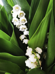 Wall Mural - Vertical shot of blooming lily-of-the-valley