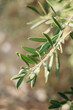 © Oleksandr - branches of an olive tree in the setting sun. Travel to Italy