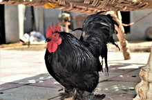 Close-up Shot Of A Single Black Chicken With A Red Comb