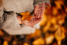 Golden Autumn, Yellow Leaf In The Hands Of A Child Girl In A Gray Coat